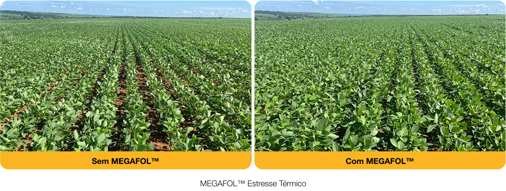 ANTES E DEPOIS ESTRESSE TÉRMICO